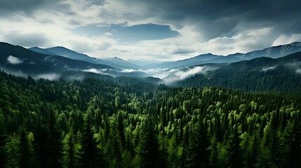 Aerial view of green forest. Nature landscape background