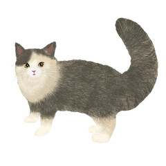 こちらをみるネコ（ノルウェージャンフォレストキャット）