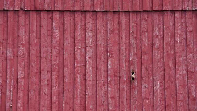 Old Rustic Wooden Barn House Walls Is Breaking For Renovation. Timelapse