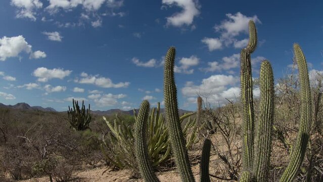  desert landscape of baja california sur, mexico
