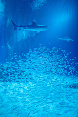 Obraz premium aquarium