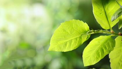 Beautiful green leaves on blurred background, space for text. Spring season