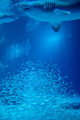 Fototapeta premium aquarium