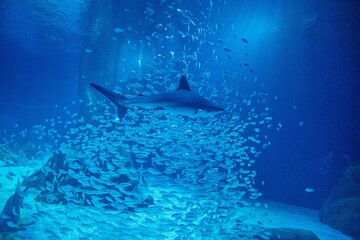 Fototapeta premium aquarium