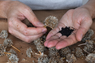 Woman collecting seeds from dry chives flowers into palms of her hands