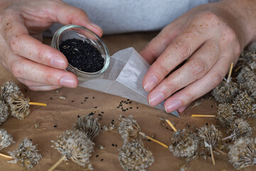 Woman's hands pouring chive seeds collected from dried flowers into packet
