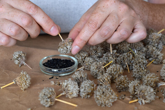 Woman's hands collecting seeds from dry chives flowers