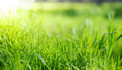 grass,natural spring garden background of fresh green grass for product display, Fresh green grass background in sunny summer day, wallpaper, Blurred nature background, background