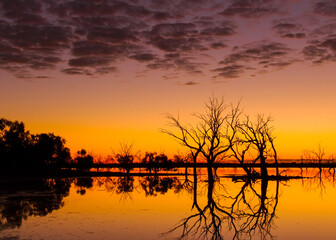 Sunrise over a lake with silhouettes of dead trees, reflections and an orange sky in Sturt National...