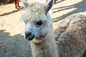 Obraz premium Lhama - Chile