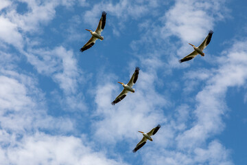 Pelicans in flight near Bemidji Minnesota during a sunny day in the northern United States