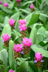 Pink Curcuma alismatifolia flower or Siam tulip blooming in rainy season, Thailand