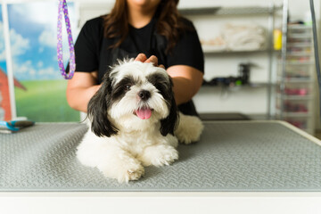 Adorable shih tzu dog smiling with a pet groomer