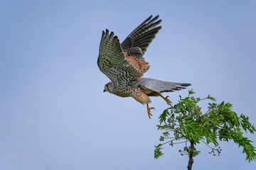チョウゲンボウ オスのダイナミックな飛び出しシーン