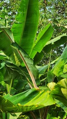 A banana tree with a green leaf that says " banana ".