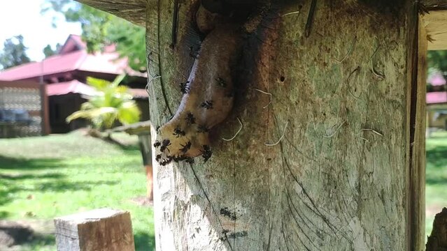 passageway in and out of a stingless beehive made of wax. Honey cultivation video concept in the yard