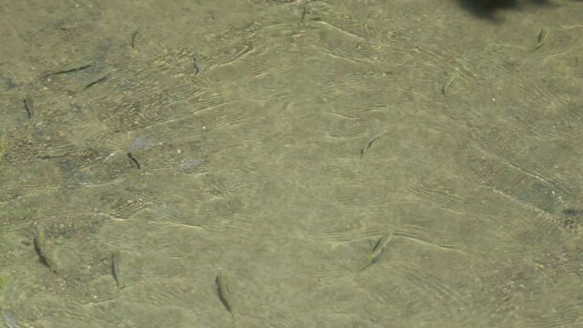 清流の小川の流れの中を泳ぐ小魚