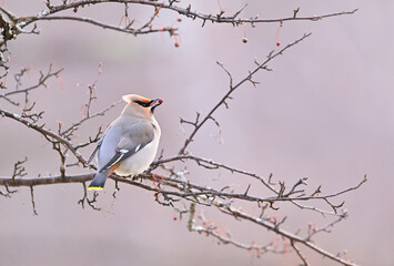 ズミの実をくわえるキレンジャク