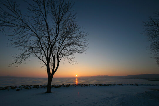 Yggdrasil, the World Tree