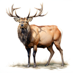 Brushstroke watercolor style realistic full body portrait of a elk on white background Generated by AI 02