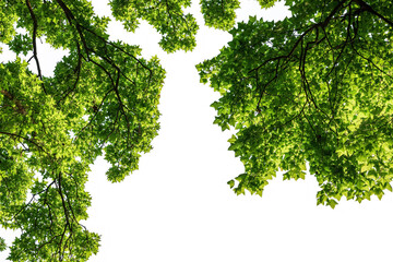 Panoramic green leaves background image
