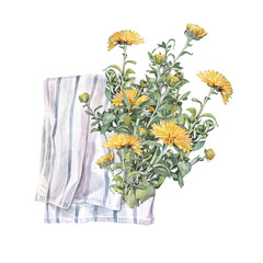 Watercolor yellow chrysanthemum with green leaves and blue towel isolated on white background. Vintage hand-drawn branch flower and bud for celebration. Nature clipart for wallpaper wrapping sticker