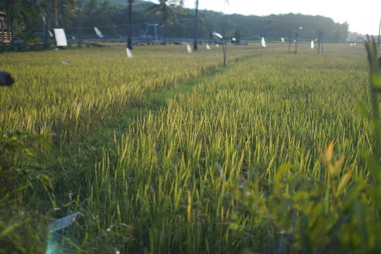 beautiful ricefield on the karimun java island