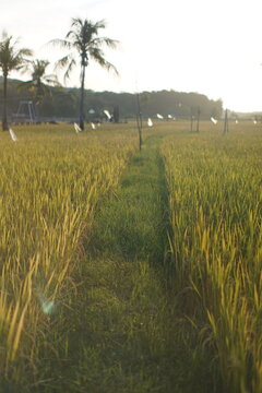 beautiful ricefield on the karimun java island