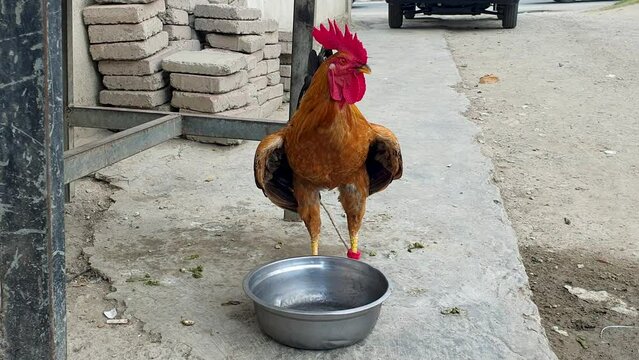 Large fighting rooster cockerel with feeding bowl tethered by the leg with a rope in Southeast Asian destination