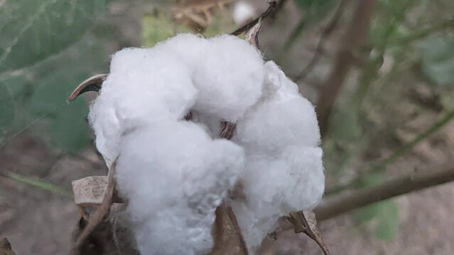 Egyptian Cotton Blossoming Flower on cotton plant