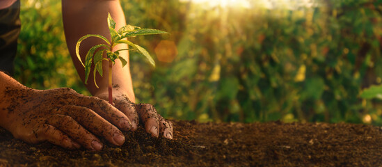 Reduce CO2 emission concept. Hand Planting trees and nature. Global warming. Sustainable...
