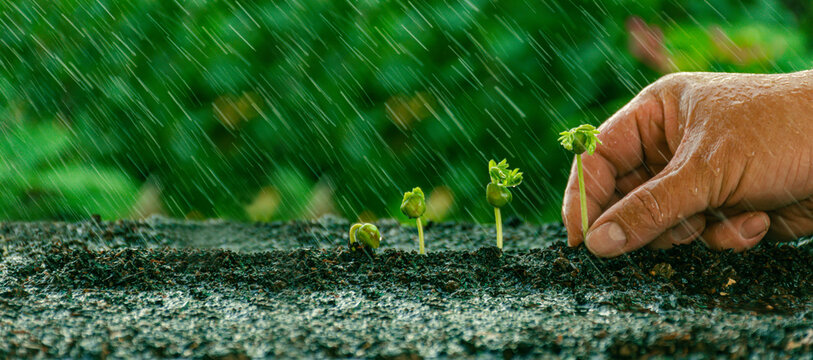 World environment day. Hand Planting Seeds. Sustainable Strategic Guidelines Renewable energy, global warming and pollution for future business growth and environment. green nature environment