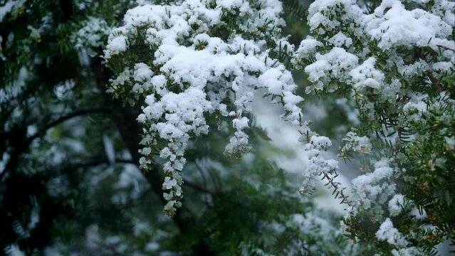 森に深々と降り続ける雪
