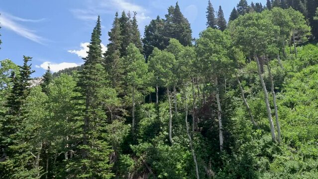 Mountain ski lift over green forest Utah climb. Summer winter season mountain resort. Vacation nature family fun destination. Peaks and nature landscape forests. Rocky Mountains Salt Lake City Utah.