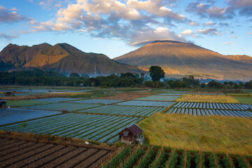 colourful farm in Sembalunlawang, Lombok Indonesia.
