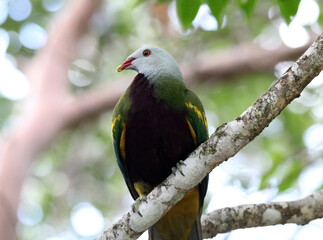 Wompoo fruit-dove bird sitting on a tree branch in a rainforest