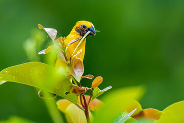 bird of paradise flower asian golden weaver building nest
