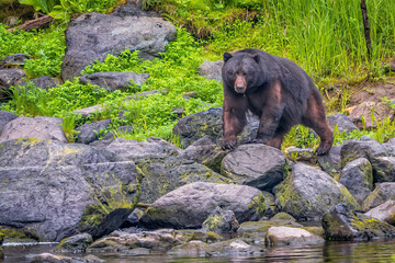 Black Bear in Ketchikan, Alaska
