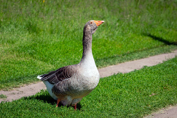 Goose running across field. Country greylag goose wandering over grass.