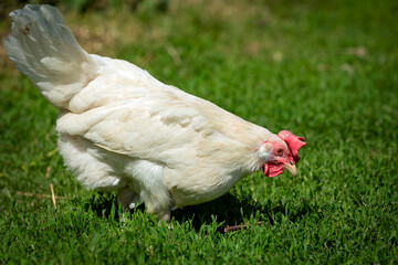 white chicken walks freely on green juicy grass in the backyard of the farm