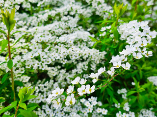 White cherry blossom flower tree