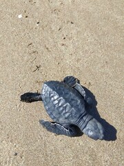 baby turtle on the east coast of Nusa Tenggara