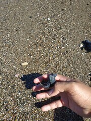 baby turtle on the east coast of Nusa Tenggara