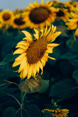 Naklejka premium sunflower and bee