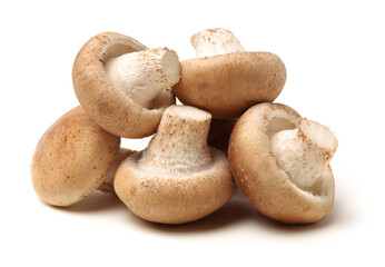 Shiitake mushroom on the White background