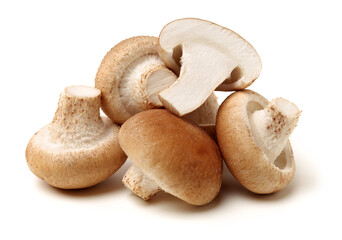 Shiitake mushroom on the White background