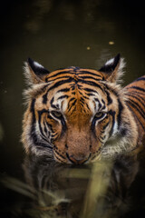 Naklejka premium tiger in zoo