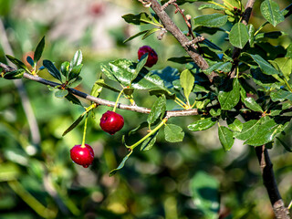 bright juicy ripe cherry on a branch in the garden