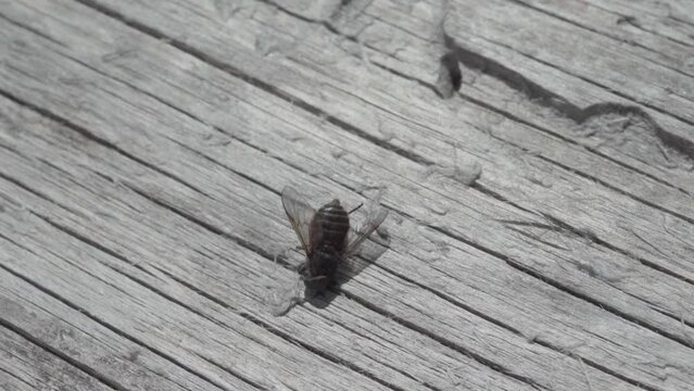 Woman's Forefinger Touching Biting Horsefly On Wood Surface. closeup