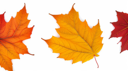 Fall leaves are laying down on a white background by Generative AI